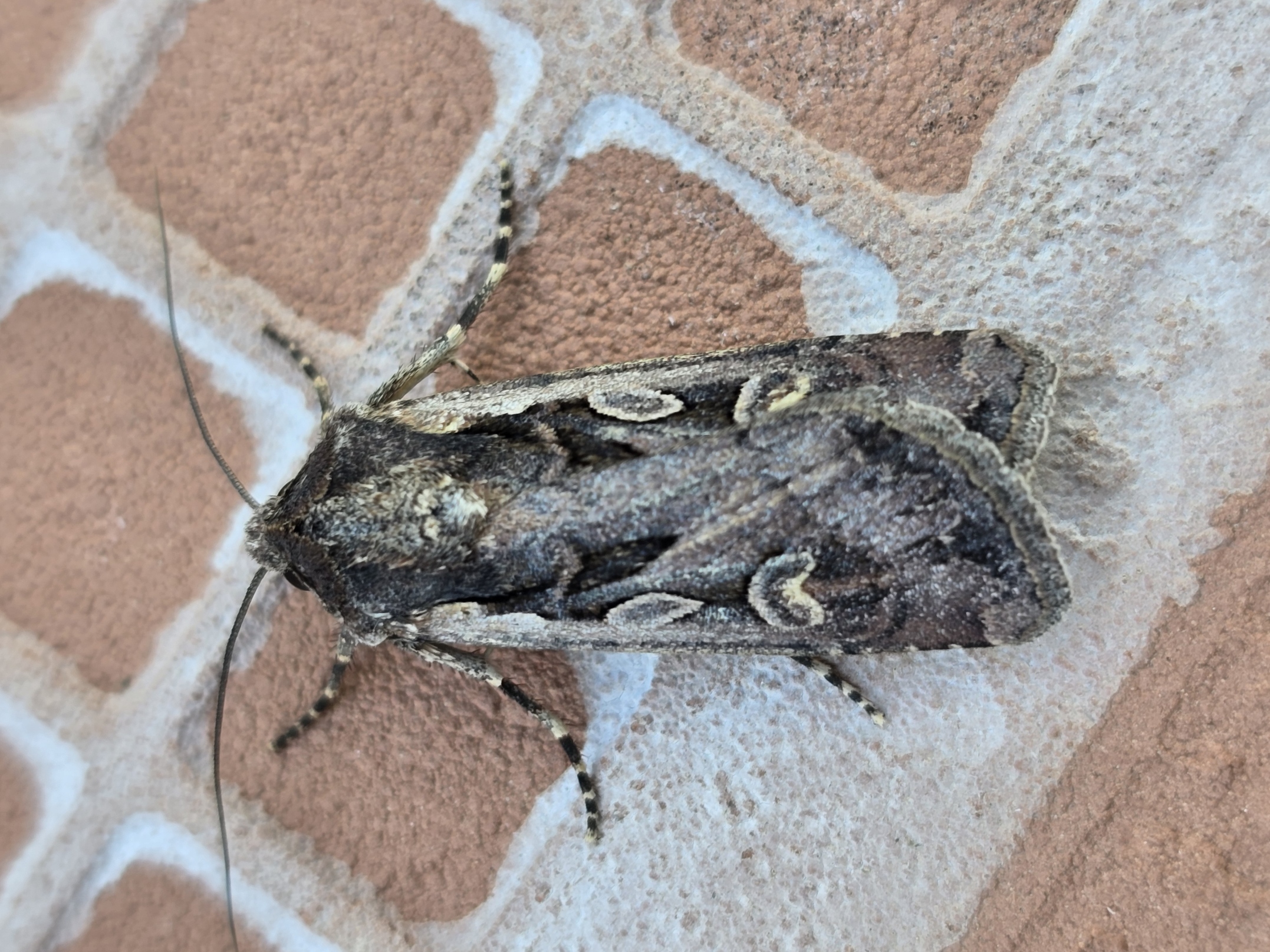 Photo of Euxoa temera